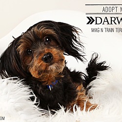 Thumbnail photo of Darwin-Pending Adoption #1