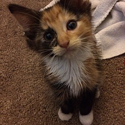 Photo of Calico kitten