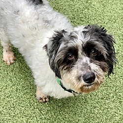 Salem, OR - Shih Tzu. Meet Becky a Pet for Adoption - AdoptaPet.com