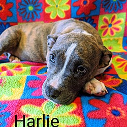 Photo of Harlie