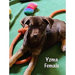 Photo of Yzma~
