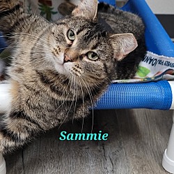 Thumbnail photo of Sammie #1