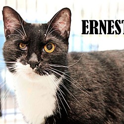 Thumbnail photo of Ernest #2