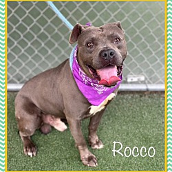 Thumbnail photo of ROCCO #2