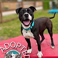 adopt a pet