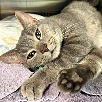 adopt a pet