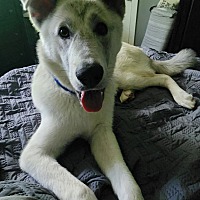 adopt a pet