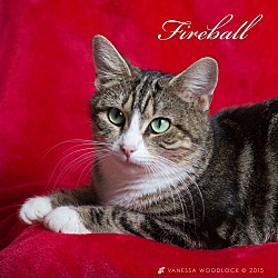 Thumbnail photo of Fireball #1