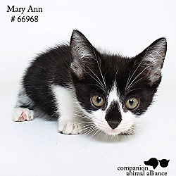 Thumbnail photo of Mary Ann (Foster) #2