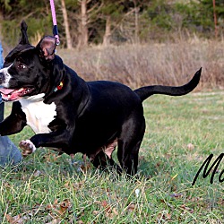 Thumbnail photo of Masie~adopted! #4