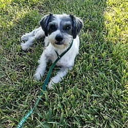 Photo of Coco (TX)