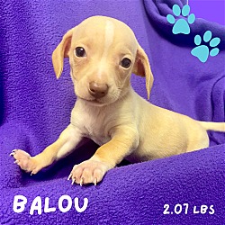 Photo of BALOO