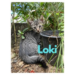 Thumbnail photo of Loki #3