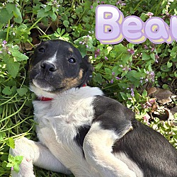 Thumbnail photo of Beau #2