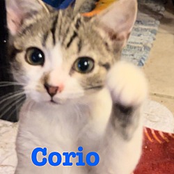 Photo of Corio