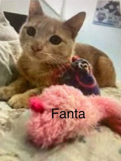 Photo of Fanta (Bonded with Anchovy)