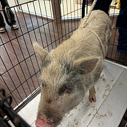 Photo of Potbelly pig