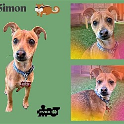 Thumbnail photo of Simon #1