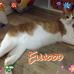 Thumbnail photo of Elwood #2