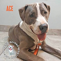 Thumbnail photo of Ace #4