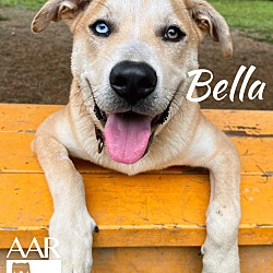 Thumbnail photo of Bella #4