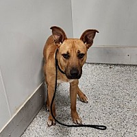 adopt a pet