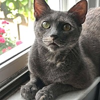 adopt a pet