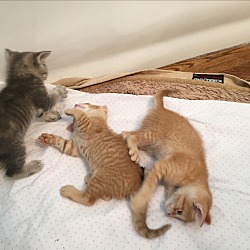 Thumbnail photo of Peter Pan Orange Tabby Kitten! #2
