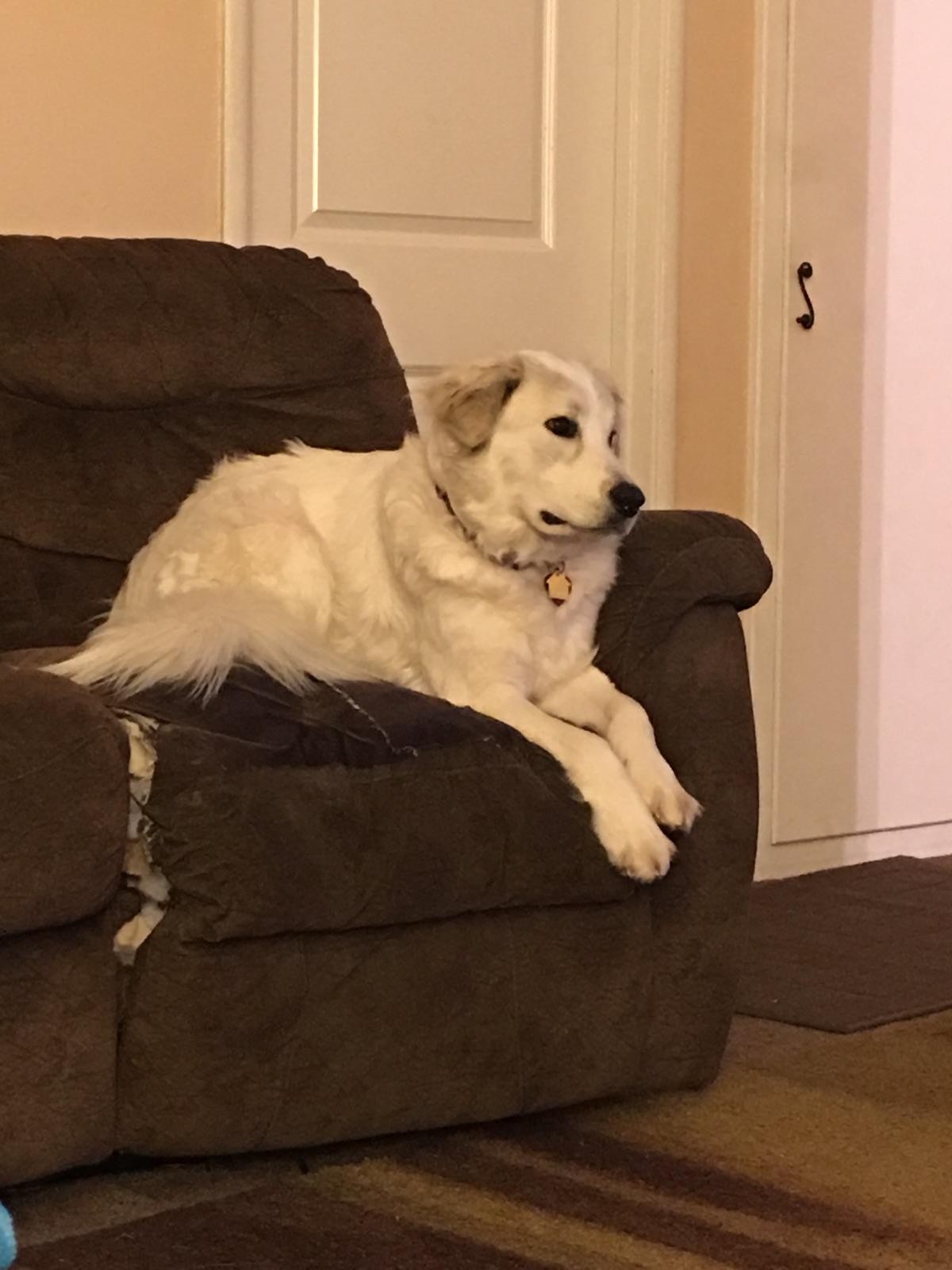 Bend Or Golden Retriever Meet Journey A Pet For Adoption