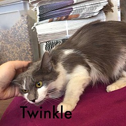 Photo of Twinkle