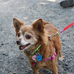 Thumbnail photo of Sally: adoption pending #2