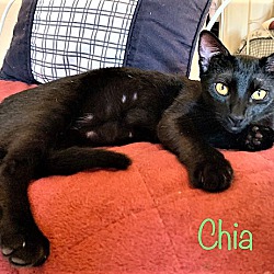Thumbnail photo of Chia #2