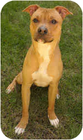 basenji rhodesian ridgeback mix