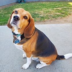 Photo of Russell (epileptic beagle)