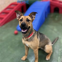 Photo of Rosie-16 months-Loveable and FUN Fully Vetted