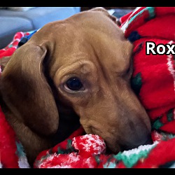 Photo of Roxie
