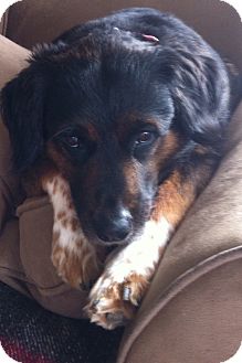 Mount Gretna Pa Bernese Mountain Dog Meet Charlotte A Pet For