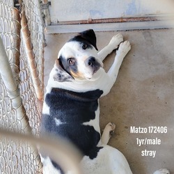 Thumbnail photo of Matzo #2