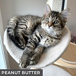 Thumbnail photo of Peanut Butter #2
