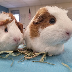 Photo of Pumpkin and Nugget