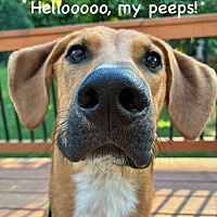 adopt a pet