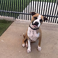 adopt-pet