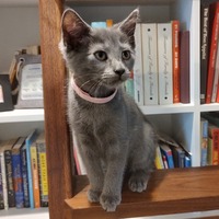 adopt a pet