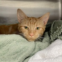 adopt-pet