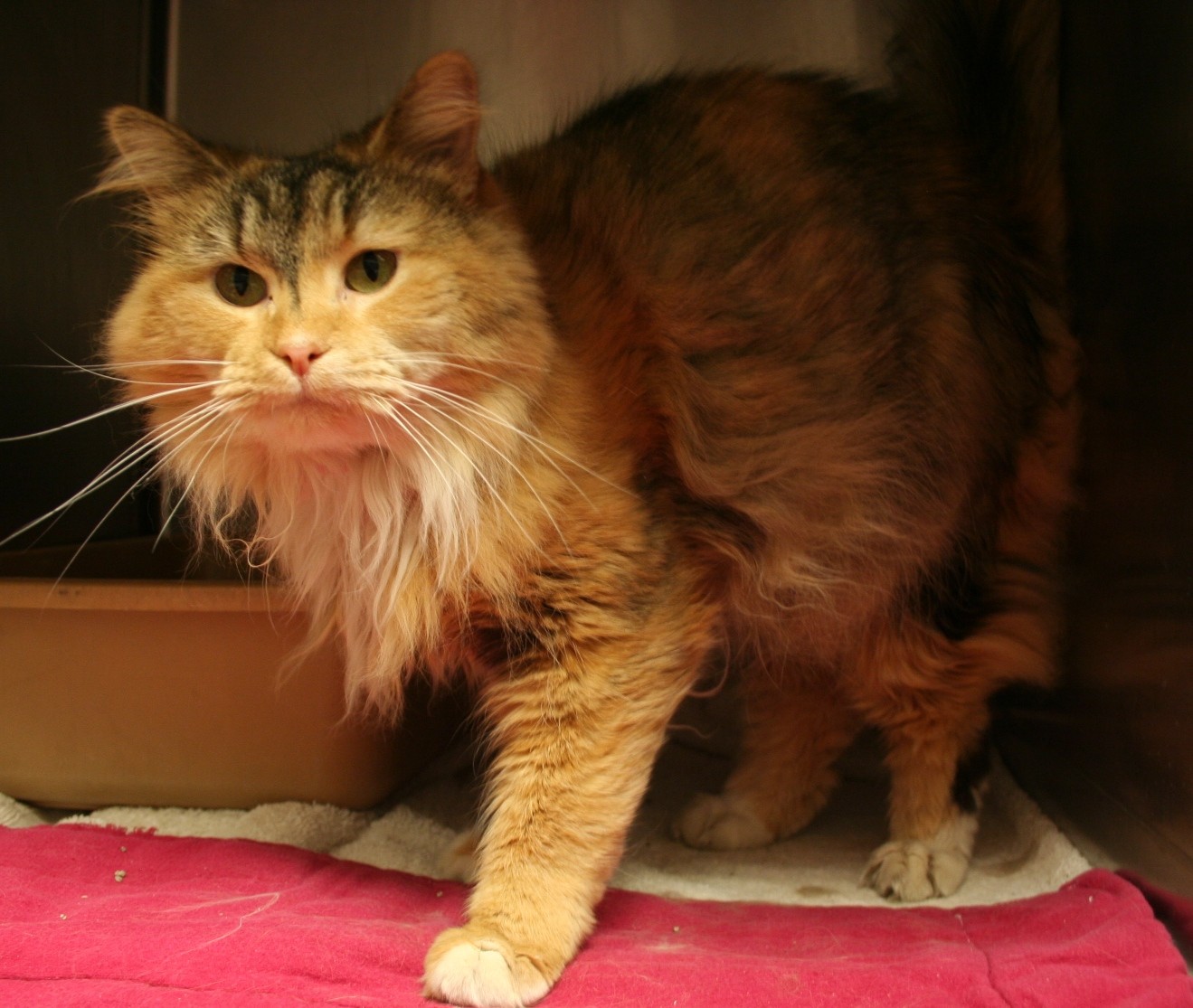 Maine Coon Cat Rescue Marietta Ga