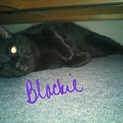 Thumbnail photo of Blackie #1