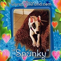 Thumbnail photo of Spunky #2