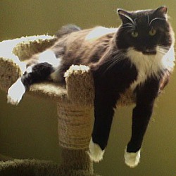 Adopted Pets At Billerica Cat Care Coalition In N Billerica