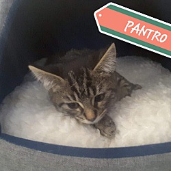 Thumbnail photo of Pantro #1