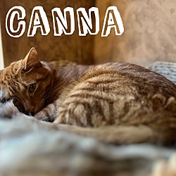 Photo of Canna